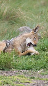 Black-backed jackal eating its prey Wincent MjauG #nature #wildlife #jackal | HAWI Studios