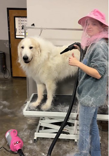 How to Groom a Great Pyrenees Effectively