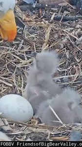 Lunch time! 🦅 Big Bear’s newest famed feathery siblings were treated to a nutritious meal of fish and a bird carcass, as provided by parents, Jackie and Shadow. While the eagle couple works to nurture their little ones, they also await the hatching of their third egg. http://4.nbcla.com/eatakm0 | NBC LA