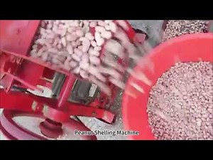 Peanut Shelling Machine in Action – Efficient Peeling and Shelling for Peanut Processing