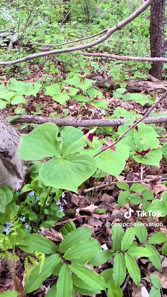 Fascinating Trillium Flower Facts You Should Know