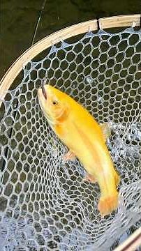Catching a palomino trout with a white woolly bugger!! #fishing