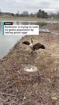 Rochester is trying to curb its geese population by taking geese eggs