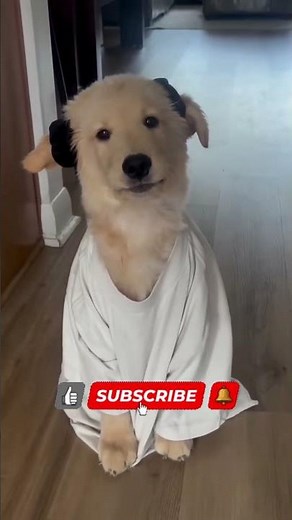 Dogs & Cats Being Extra Funny Today!