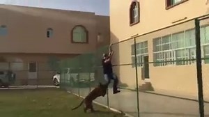 ROUND 2: ATTACKED BY A TIGER ... | Vitaly Zdorovetskiy