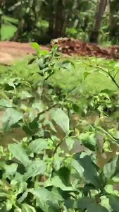 2.8M views · 422 shares | [Pancit Bihon] // Pancit Mulabok kay ang galuto mulabok! #todayslunch Watch the full video in my youtube channel if na bitin ka! [Ms Cynthia] https://www.youtube.com/channel/UCFBnv0lABx-ZQFjQmgzBOuw [NewVideoRelease] Follow me! @instagram ms_cynthia25 @tiktok mscynthia_25.gorg @youtube Ms Cynthia [New Video Release] Thank you ! Enjoy! See you there! Disclaimer: i do not own the music of this video it belong to the owner | Ms Cynthia | Facebook