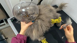 This Hilarious Cat Gave Me Some Ferocious Skippity Paps 😂 | Girl With The Dogs