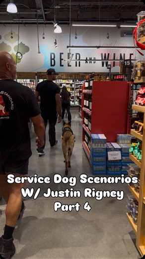 Alexandre de Gunzburg on Instagram: "On this final episode with @jrigk9 we talk about one of the most important statement to remember “service dogs are not robots”. We hope that this series has been helpful and has played a small part in progressing with your service animal! Part 4 #belgianmalinois #dogsofinstagram #servicedog #dogtraining #puppytraining"