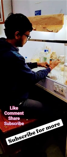 How to Inoculate Bacterial Culture 🧫 | Part 1 #Shorts #shortsfeed #viral #youtuveshorts #facts #lab