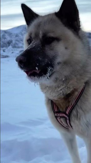 Sledding with the Dogs in Greenland