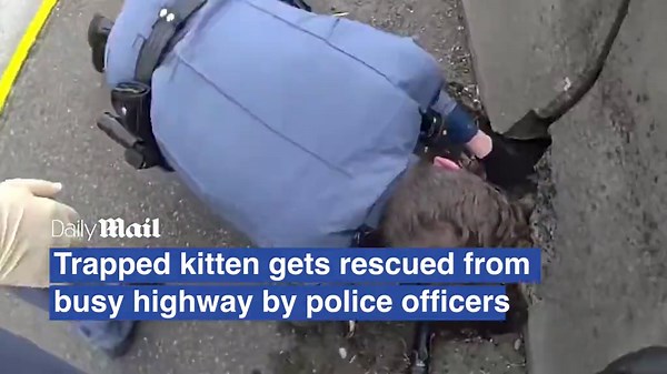 Trapped kitten gets rescued from busy highway by police officers