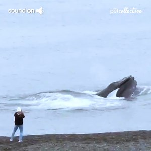 384K views · 3.8K reactions | Doesn't everybody need a day out? | Try Not to Laugh | Facebook