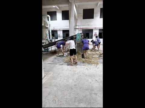 POV Girls Stomping Fermentation Bricks — Traditional Chinese Winemaking in Action