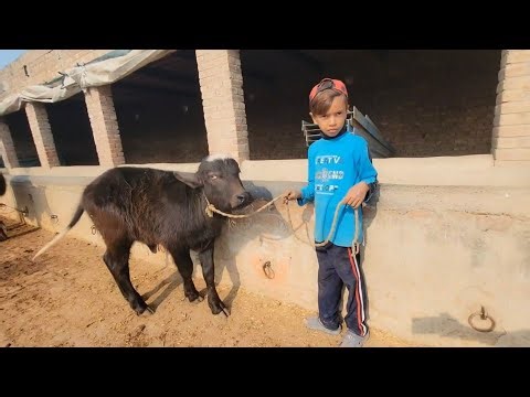 Pari ne first time pani pya