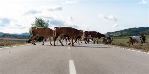 Cows on the road – level 3 - News in Levels