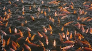 Fresh water pond for fish cultivation and development contains lots of small to large red tilapia in a clear pond, slow motion footage showing fish movement on the water surface