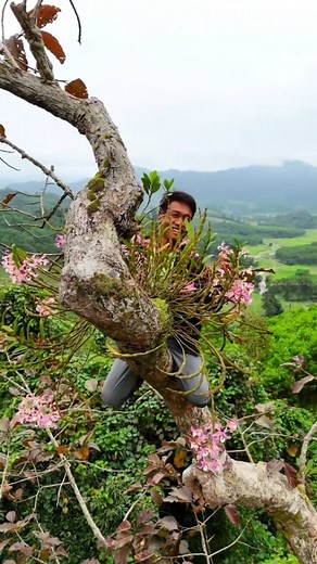 Keindahan anggrek di habitat aslinya 🌿 Ready dewasa dendrobium loddigesii 🌸💕 Plant sudah di papan pakis tinggal gantung 👌 🎥 : flowers gardening #orchid #orchids #anggrek #perawatananggrek #tanamanhias #dendrobiumorchids | BIBIT ANGGREK MALANG