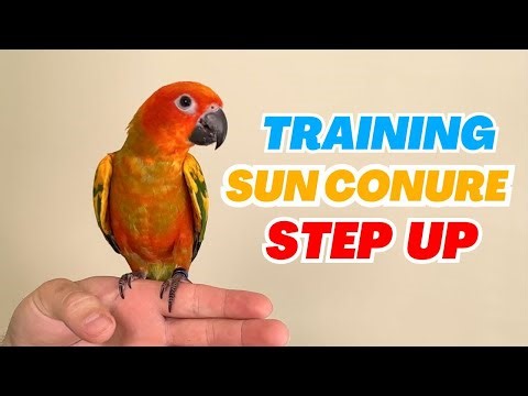 How I Taught Sun Conure to Step Up – Third Week Together