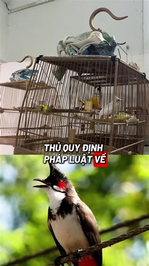 Hướng Dẫn Chơi Chim Cảnh Tuân Thủ Pháp Luật