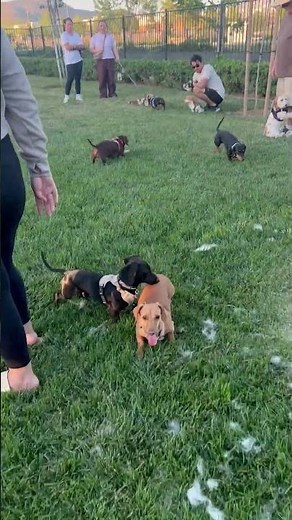 Dog Asks Dad For Uppies In Dog Park || ViralHog