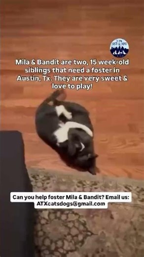 🚨Foster needed for Mila & Bandit in Austin, Tx!