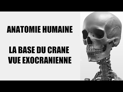 ANATOMIE DU CRÂNE - La base du crâne en vue inférieure, exocrânienne