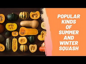 Popular Kinds of Summer and Winter Squash