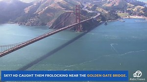 711K views · 17K reactions | Humpback whales were caught on camera having some fun in the water near the Golden Gate Bridge in San Francisco. abc7.la/1VV9NpM | ABC7 | Facebook