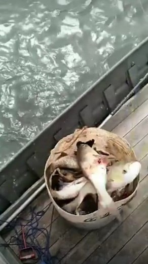 5K views · 93 reactions | Bowfishing Missouri River salmon! Aka bighead carp  #fishing #fish #bowfishing #carp #salmon | Stromquist Outdoors | Facebook