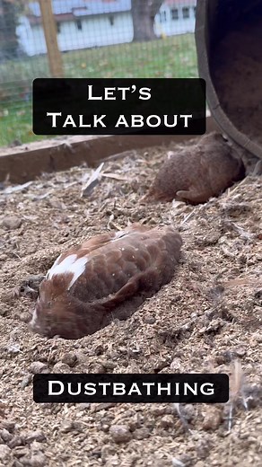 Quails dustbathing are pretty much the cutest of the cute. #quailkeeping #thequailybunch #dustbathing | The Quaily Bunch
