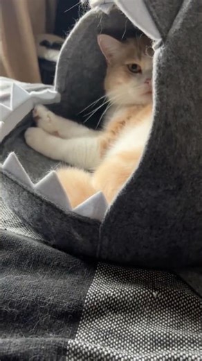 Gingy the Lazy Cat 😹 | What Do You Do for a Living? (Nothing) #catshorts