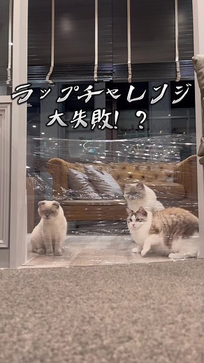 猫カフェでのラップチャレンジ大失敗