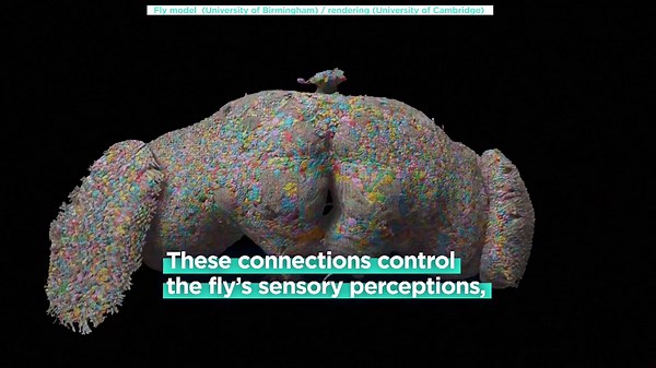 Scientists produce first and largest brain map of a dead fruit fly