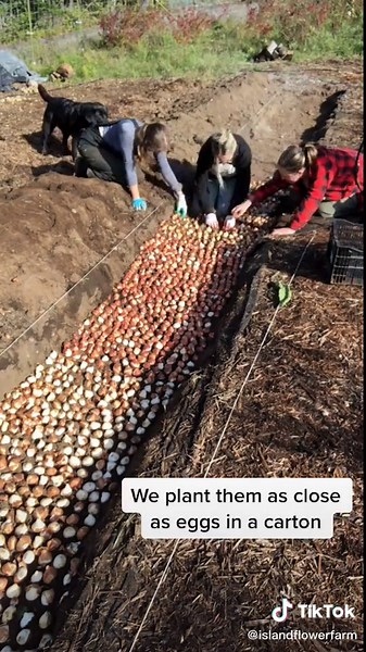 Intensive Planting Tips for Tulips on Vancouver Island Flower Farm