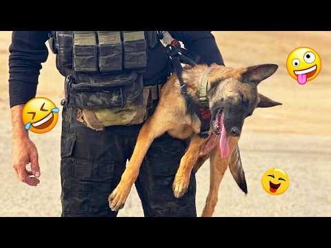 Try Not To Laugh 🤣 Most Watched Funny Dog Videos Compilation 🐶 #4