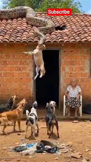 rescue dog from giant python 😱......