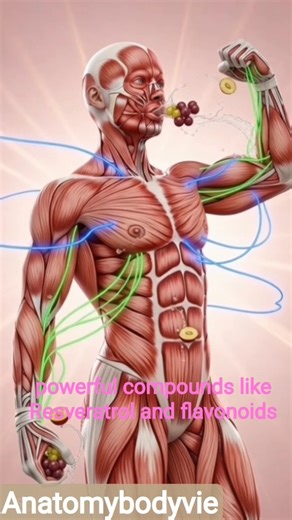 Scientific Anatomical Research – Full Review#bioscience