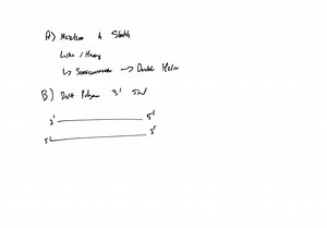 SOLVED:Our understanding of the mechanisms of DNA replication is important to research on cancer and aging. Additionally, the molecular basis of Mendelian genetics was established. A. The mechanism of DNA replication was investigated by Meselson and Stahl. The diagram below from their 1958 paper summarizes their findings. Describe how this representation illustrates the manner in which DNA is copied for transmission between generations. B. During the synthesis of new strands of DNA from the pare