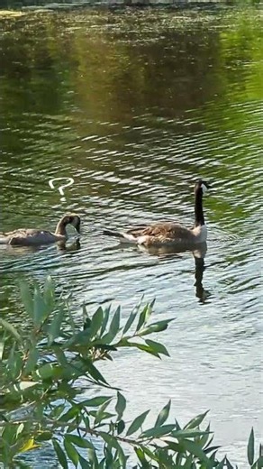 they grow up so fast 🥹 "teenager" Canada geese