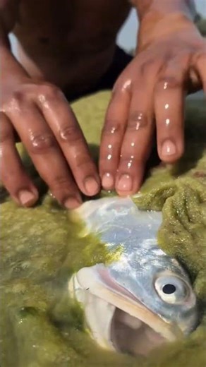 Catching Super Big White Fish #fishing #fishersworld #viralshorts