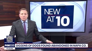 Two dozen young chihuahuas abandoned in North Bay are searching for their fur-ever homes