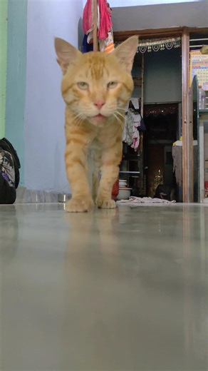 meow meow 😻