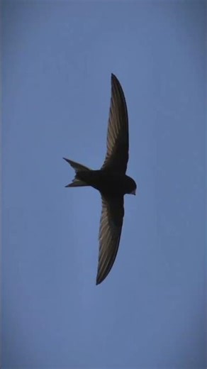 Burung walet adalah keluargadari Apodidae yangdikenal pemmembuat sarang dari air liur yang mengeras.