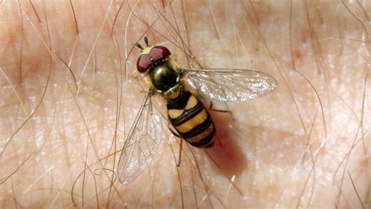 It's hoverfly time again. Here's what to know about the insects.