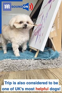 Is there anything this Maltese CANNOT do?! 😱🐶 via Caters News | Daily Mail Video