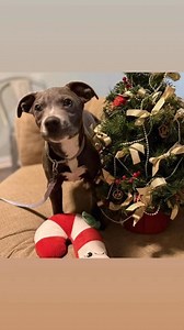 11K views · 229 reactions | Come meet our adoptable dogs at Angel Ridge in Washington, PA Saturday or Sunday. Arrive 12-2:30 ❤️ KL3269 | Angel Ridge Animal Rescue | Facebook