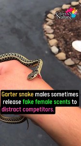 Garter snake | Colors Of Nature