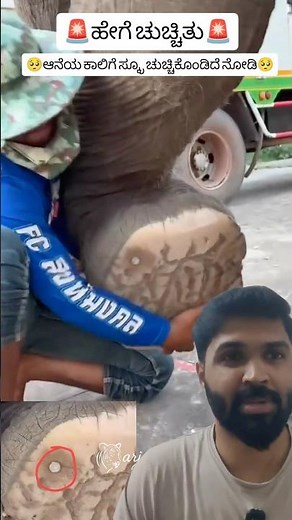 Elephant Injured by Bolt on Road 🐘 Painful Cry & Successful Rescue Operation #shorts #wildlife