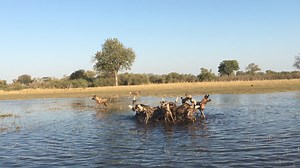 #Visit Botswana#Wilderness Safaris #OkavangoDelta#Pro Guide | Oneafricajourneys Oneafricajourneys