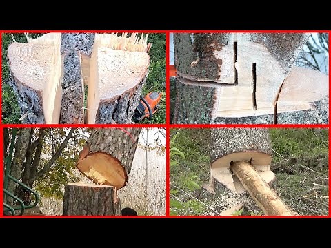 Compilation of Difficult Tree Cutting Techniques - not for amateurs